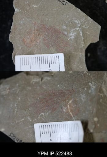 undet. Dendroidea
