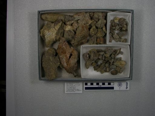 Coryphodon sp.