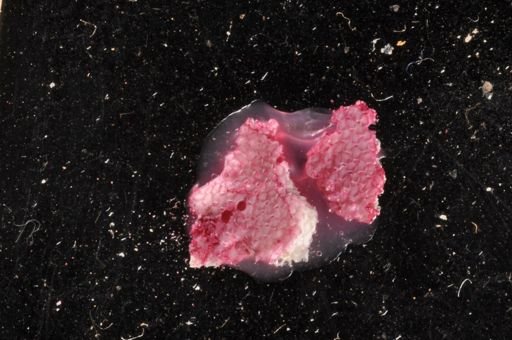 Micropora coriacea