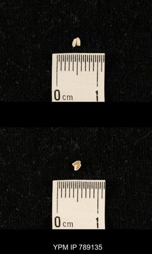 undet. Brachiopoda