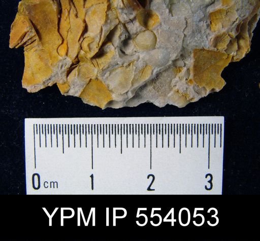 Anoplia sp.