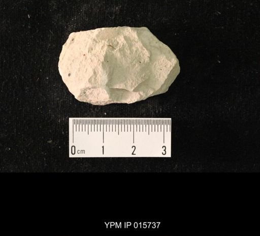Pycnoblattina compacta