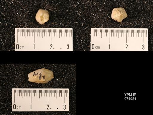 Troostocrinus rheinwardti