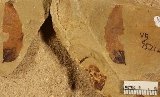 Semiungula assymetrica