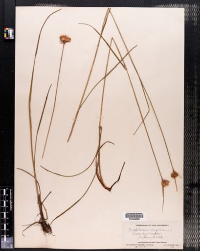 Eriophorum virginicum