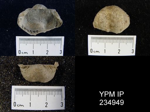 Marginifera lasallensis