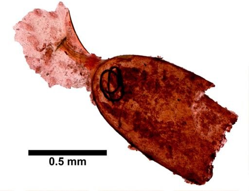 Syncoelidium