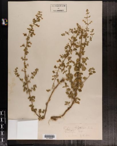 Plantae