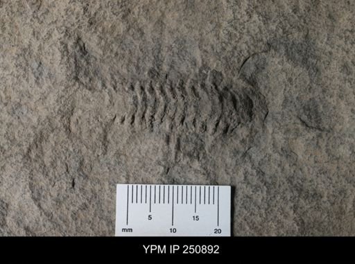 Calymene sp.