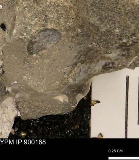 undet. Mollusca