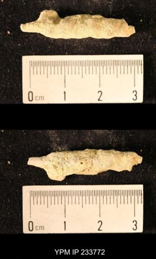 Archaeocidaris sp.