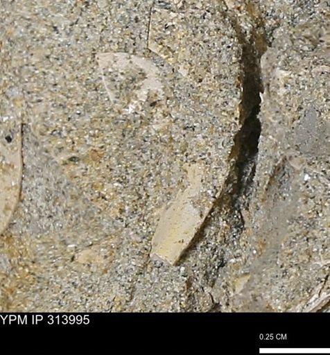 undet. Scaphopoda
