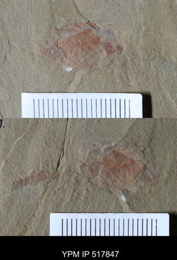 undet. Xiphosurida