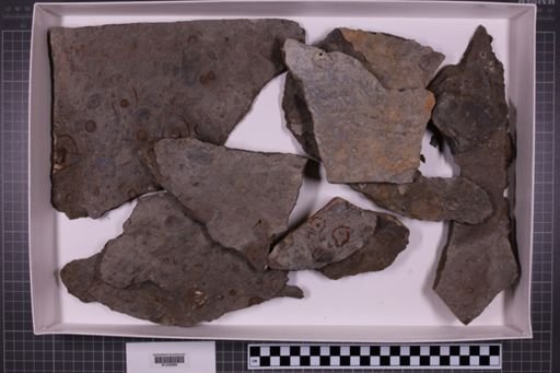 mixed taxa, stratigraphic collection