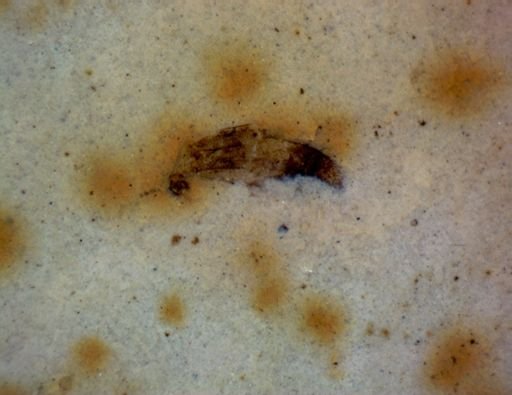 undet. Hexapoda