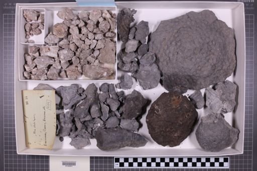 mixed taxa, stratigraphic collection