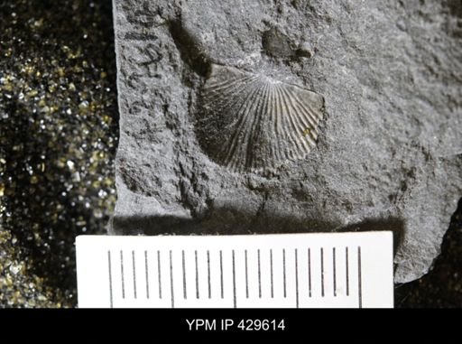 Devonochonetes coronatus