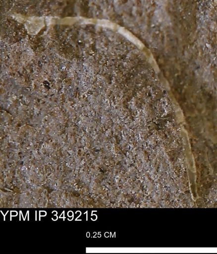undet. Bivalvia