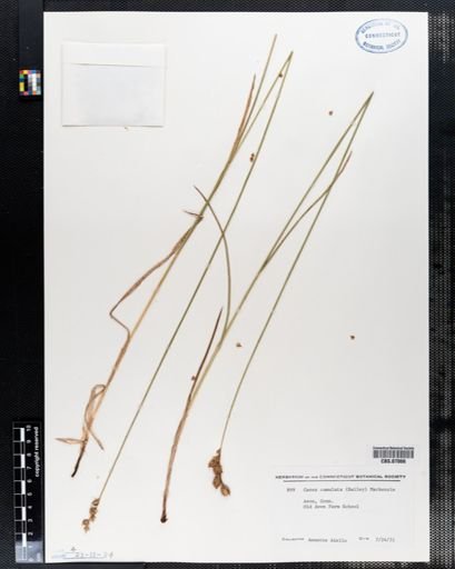 Carex cumulata