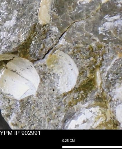 undet. Bivalvia