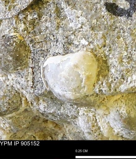 Protocardia sp.
