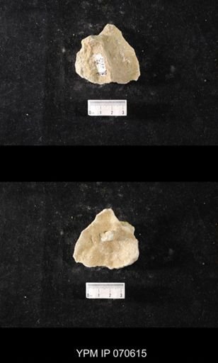 Favosites louisvillensis