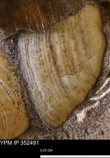 Limopsis striatopunctatus