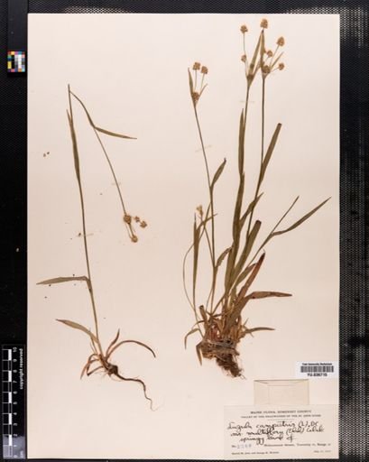 Luzula multiflora