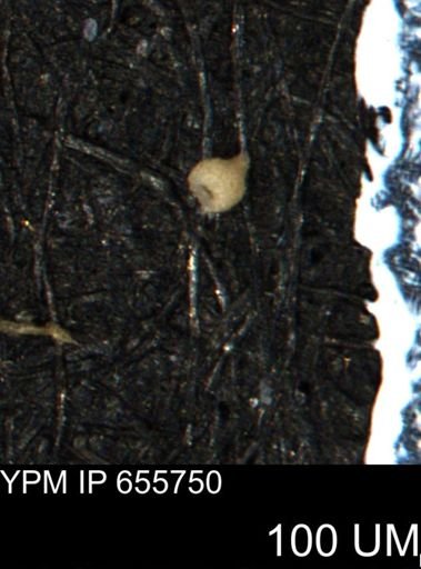 Clathrocyclas (Clathrocyclas) irrasa