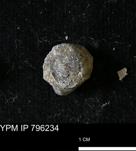 Protocardia subquadrata