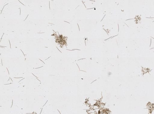 Haliclonidae