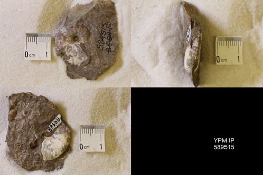 undet. Scaphitidae