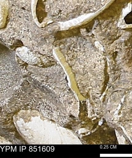 Limopsis striatopunctatus