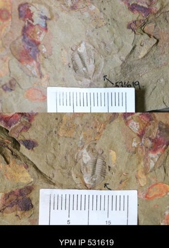 undet. Trilobita