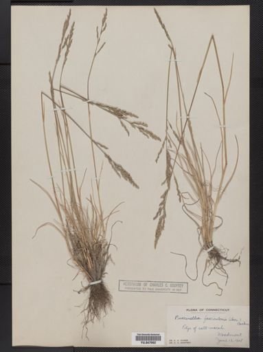 Puccinellia fasciculata