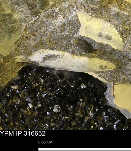 undet. Scaphitidae