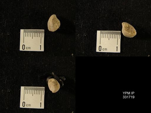 Homoeospira sp.