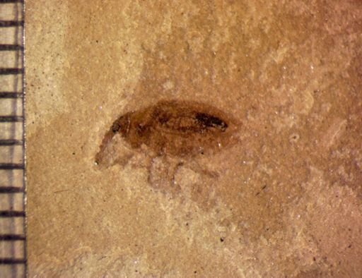 undet. Curculionidae
