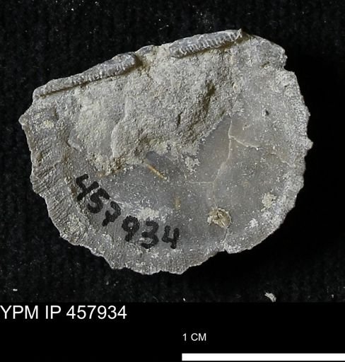 Strophodonta sp.