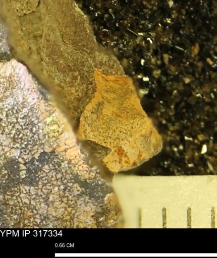 undet. Mollusca