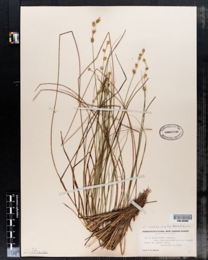Carex cephalantha