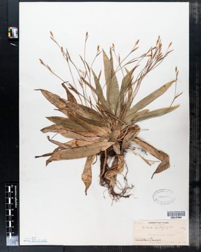 Carex platyphylla