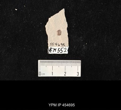 undet. Coleoptera