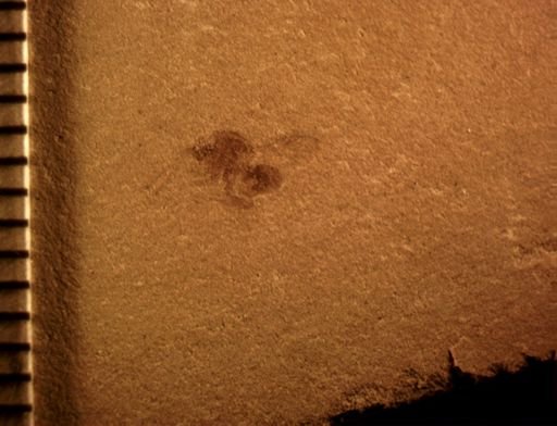 undet. Hymenoptera