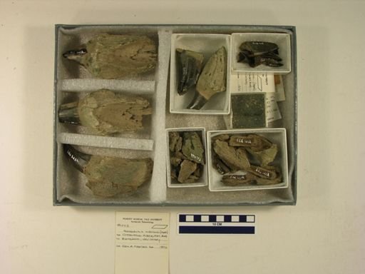 Mosasaurus hoffmannii