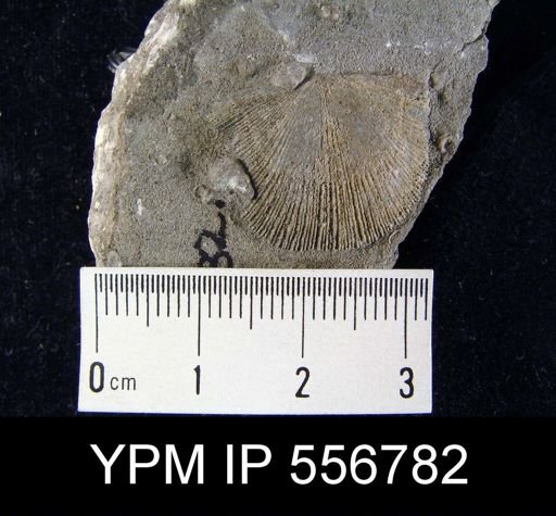 Multicostella sp.
