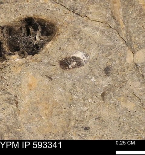 undet. Bivalvia