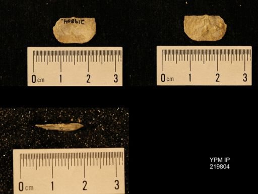 Chonetes granulifer