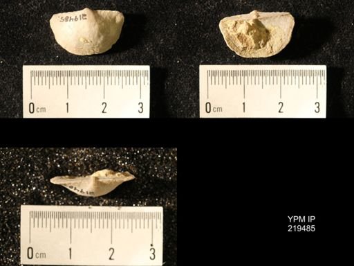 Chonetes granulifer