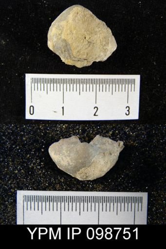Gypidula roemeri